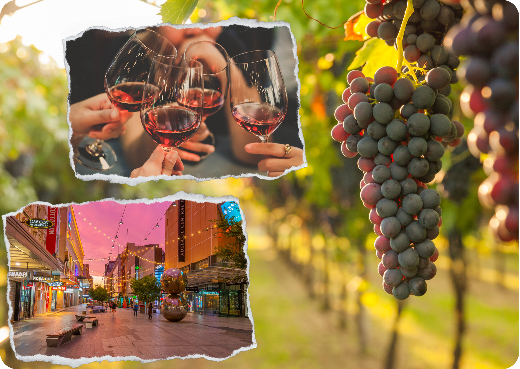 A background closeup of grapes on a vine mixed with images of  clinking wine glassess and the heart of Adelaide