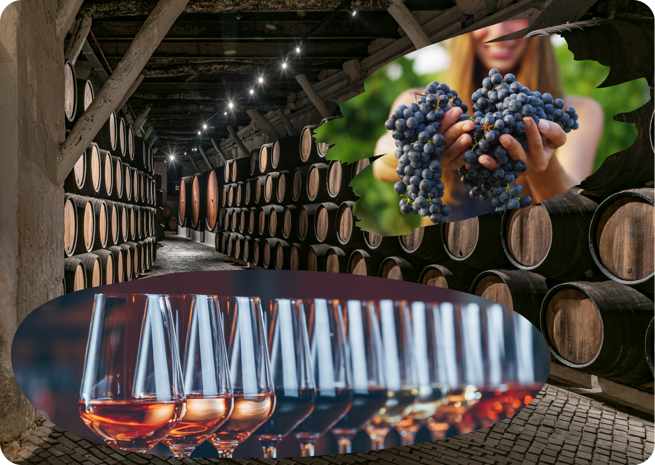 A wine cellar filled with barrels overlaid by a long stretch of filled wine glasses and a lady holding two handfulls of grapes
