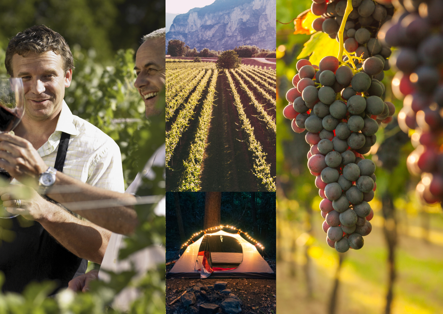 Vineyards, winetasting, grapes, and camping collage